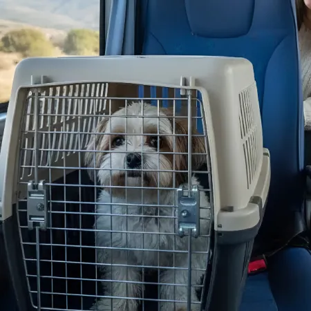 Viajar con mascotas en micro y tren: requisitos y cuánto sale el pasaje