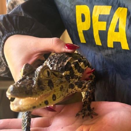 Detienen a un vidente en Buenos Aires por utilizar animales protegidos en rituales espiritistas