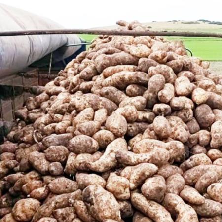 Once meses “en rojo”: La producción de papa tuvo un 2025 para el olvido 