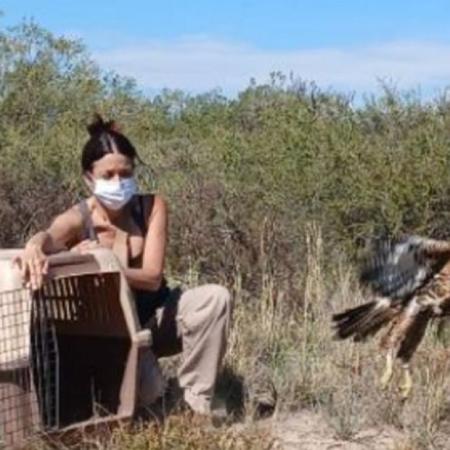 Mendoza: liberan caranchos y gavilanes rescatados del tráfico ilegal