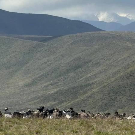 Récord histórico: avistan más de 90 cóndores andinos juntos en Mendoza