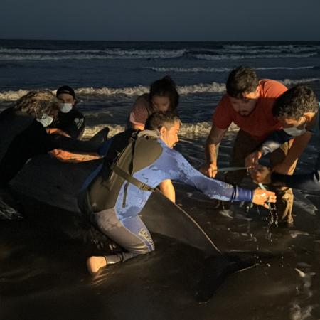 San Clemente del Tuyú: murió el zifio varado pese al intenso operativo rescate de Mundo Marino