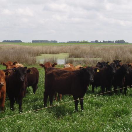 Faena en línea: productores ganaderos ya pueden consultar peso y tipificación de sus animales