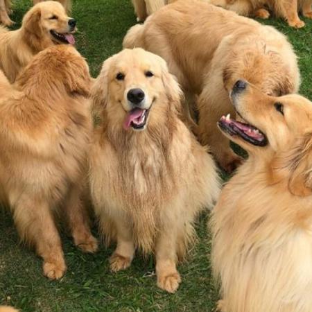 Bosques de Palermo: buscan superar el récord mundial con 2.500 golden retrievers