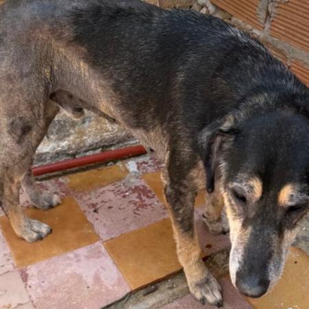 Rescatan a un perro desnutrido tras un allanamiento en CABA