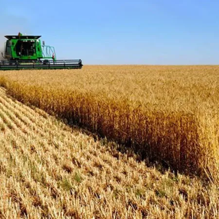 La BCBA sube su estimación y la cosecha de trigo pulveriza (otra vez) todos los récords