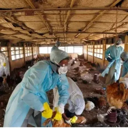 India reporta once brotes de gripe aviar H5N1 en granjas de Kerala