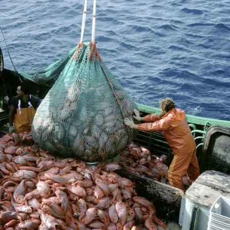 El juego del calamar: por qué Malvinas estará copada por científicos y buques gallegos