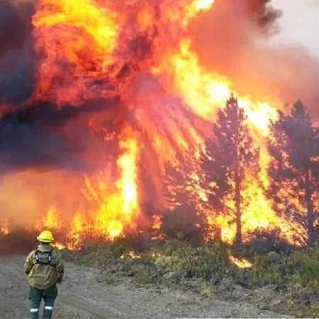 Quemar para producir: cuando el bosque entra en la lógica de la renta