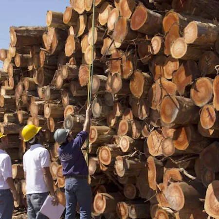 El nuevo mapa digital del pino argentino que puede redefinir la industria maderera