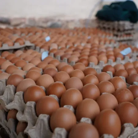Argentina, primera en consumo de huevos: balance 2025 y algunas alarmas del sector