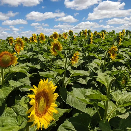 El poderío del girasol argentino: lo que se estima para la campaña 2025/2026