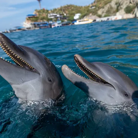 Delfines héroes en el Caribe colombiano: qué hay detrás de Martín y Blue
