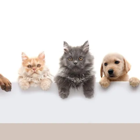 Paraguay crea el RAGAN: cómo funcionará el registro de agresores de animales