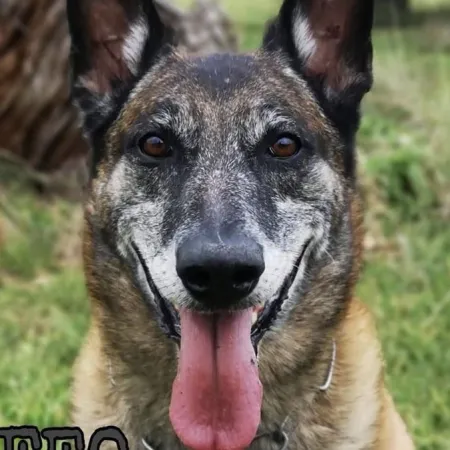 La historia de “Feo”, el perro comando que unió a Milei y Arietto en un reclamo a Kicillof