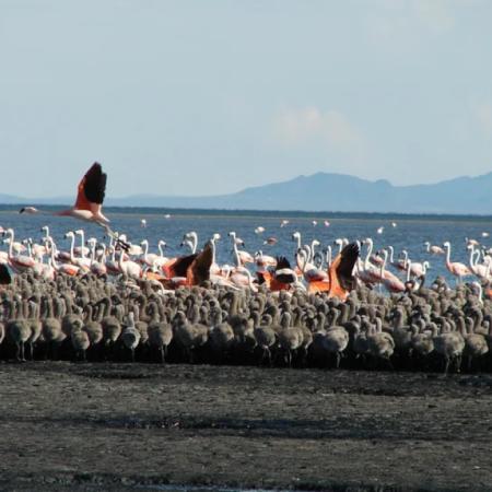 Hito ambiental en Mendoza: la Laguna de Llancanelo se une a una red global de conservación de aves