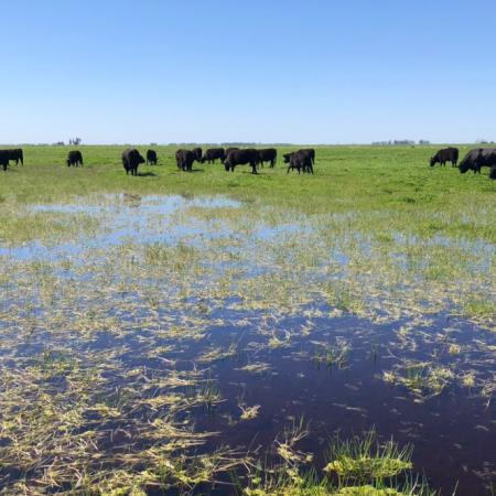 La emergencia agropecuaria llegó nueve meses tarde a Pehuajó: “Fue con saña y mala intención”
