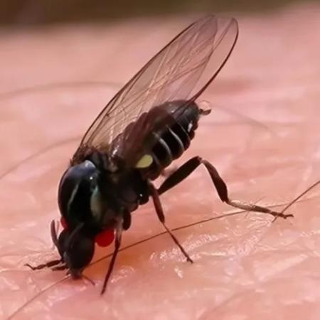 Invasión de barigüí en Buenos Aires y AMBA: qué es la "mosca negra" y cómo aliviar su mordedura