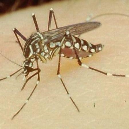 Dengue en Córdoba: alerta roja por el alto nivel de transmisión en la capital