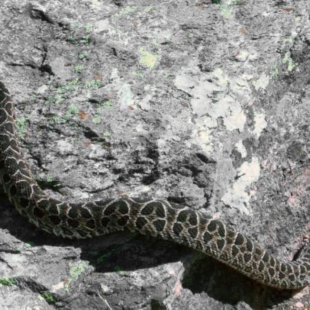 Entre Ríos refuerza la alerta por yararás: qué hacer ante una mordedura