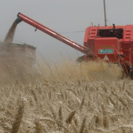 El Gobierno confirmó cosecha récord para el trigo de la campaña 2025/26