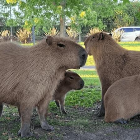 Carpinchos en Nordelta: la Justicia frenó los traslados y calificó la medida de "irracional"