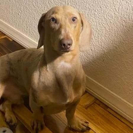 Desesperada búsqueda en Belgrano: le robaron su perro salchicha en la puerta de un supermercado