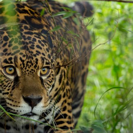 Cómo es el plan para salvar al yaguareté en la Selva Paranaense de Misiones