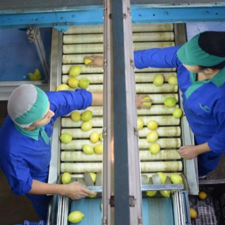 Las exportaciones agroindustriales crecieron un 12% y generaron divisas por USD 52.337 millones