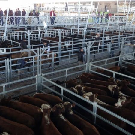 Los aumentos en el precio de la hacienda vacuna duplicaron a la inflación