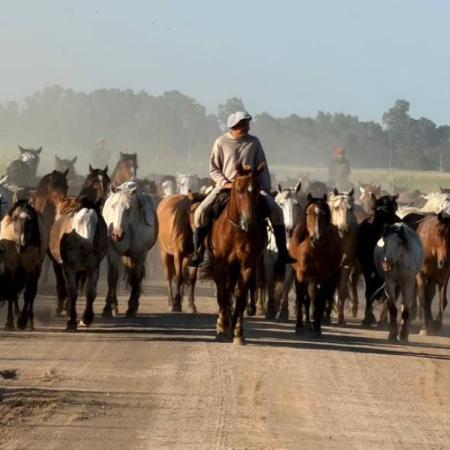 “Verlos en paz es misión cumplida”: La emotiva historia detrás del arreo de 133 caballos rescatados