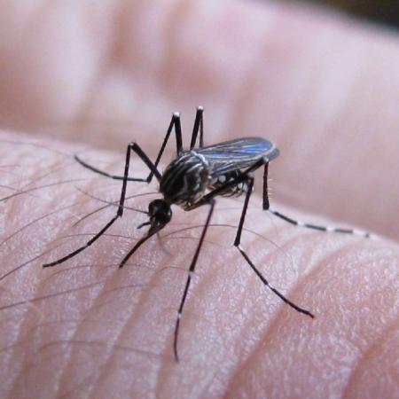 Dengue en Argentina: por qué hay mosquitos pero pocos casos confirmados