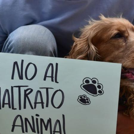 Convocan al Obelisco contra el maltrato animal: exigen justicia por una red de crueldad en Ezeiza