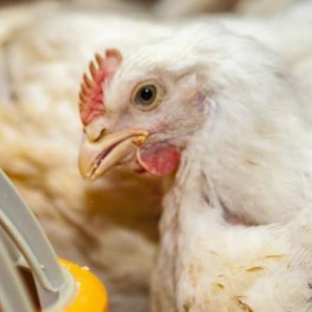 Economías regionales: El sector avícola mostró un deterioro del negocio y encendió las alarmas 