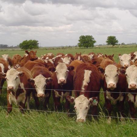 La hacienda logró ganar la batalla contra la inflación, mientras granos y leche quedaron rezagados