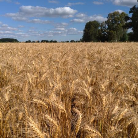El lado B de la cosecha récord de trigo: los molinos advirtieron por problemas ante baja en la calidad