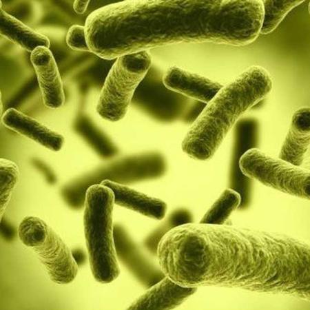 Investigadores del CONICET identifican “sensores” clave de Brucella y abren una vía para nuevos tratamientos