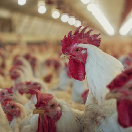 Por un positivo de influenza en la provincia de Buenos Aires, se suspenderán las exportaciones de carne aviar