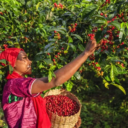 El calor extremo redefine el café latinoamericano: quién gana y quién pierde