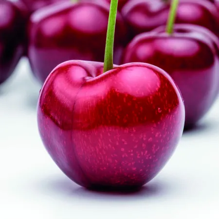 Cereza chilena en China: cómo la sobreoferta y el Año Nuevo lunar golpean al sector