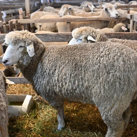 Crearon un comité para promocionar la ganadería ovina en la provincia de Buenos Aires