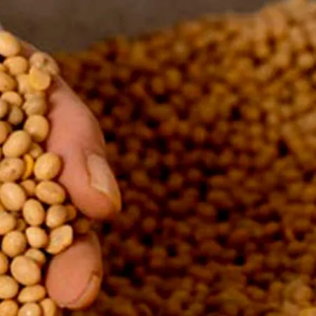 Pablo Torello, exdiputado PRO: “El Gobierno está siendo objeto del lobby de las grandes semilleras”