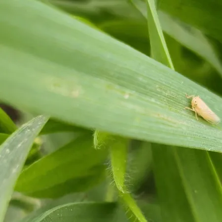 Cómo quedó el mapa de la chicharrita de maíz en febrero
