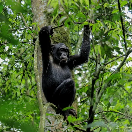 Uganda confirma 426 chimpancés en Bwindi tras histórico censo