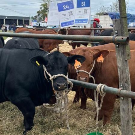 "La idea de que la carne debía tener un precio político quedó atrás"