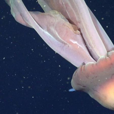 Hallazgo histórico: encuentran una medusa gigante en el mar Argentino