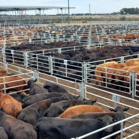 La hacienda de consumo llegó a $5.500 y anticipan más subas en marzo para la carne