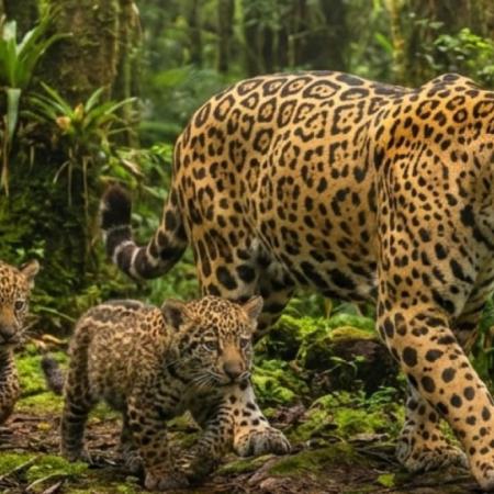Avistan a la yaguareté Janaína con sus dos nuevos cachorros en el Parque Nacional Iguazú