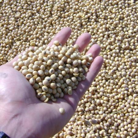 China aceleró compras y marcó un récord de 112 millones de toneladas de soja