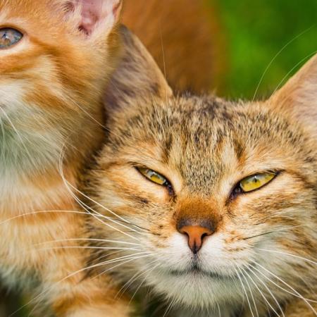 Día Internacional del Gato: 3 fechas, un presidente y 5 datos curiosos